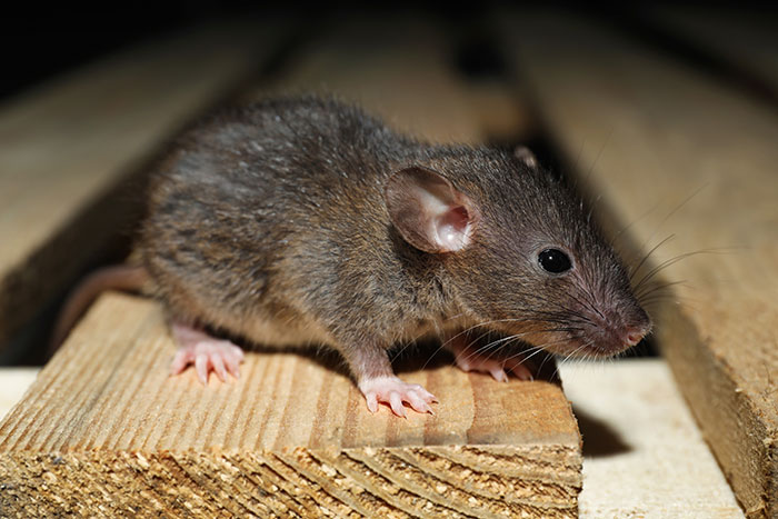 Close up of a rat on wooden surface highlighting fired employees unusual reasons