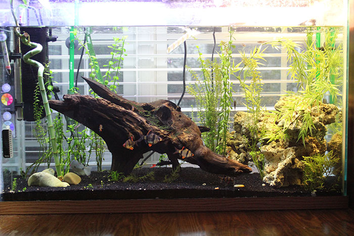 Aquarium with plants and fish illustrating calm after friendship realization