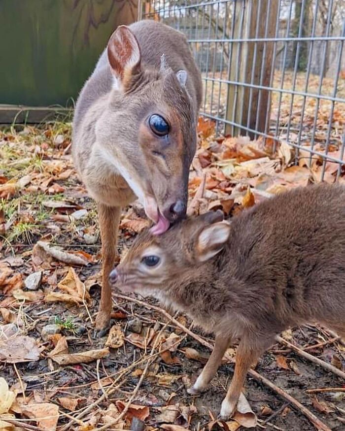 30 Heartwarming Photos Of Animal Moms And Their Babies Shared By Zooborns That Will Melt Your Heart