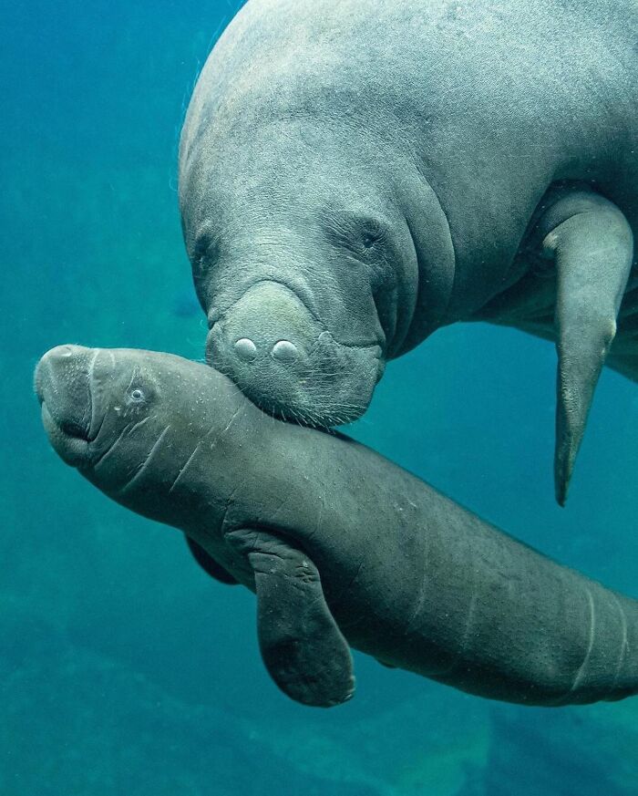 30 Heartwarming Photos Of Animal Moms And Their Babies Shared By Zooborns That Will Melt Your Heart
