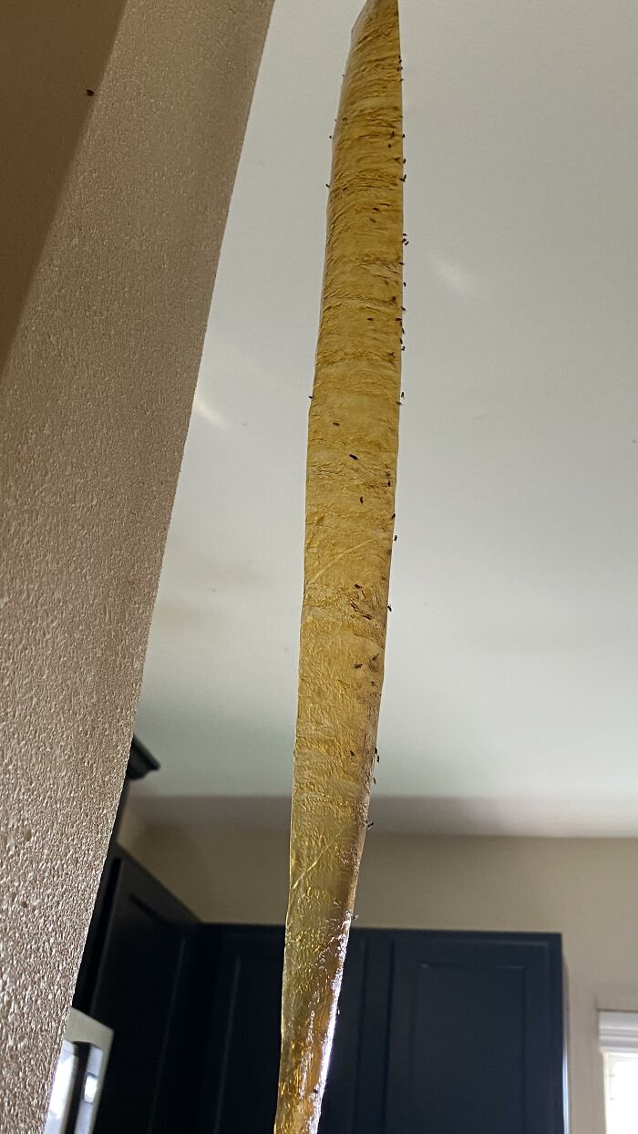 A fly paper trap covered in many d**d flies, representing one of the horrible roommates experiences.
