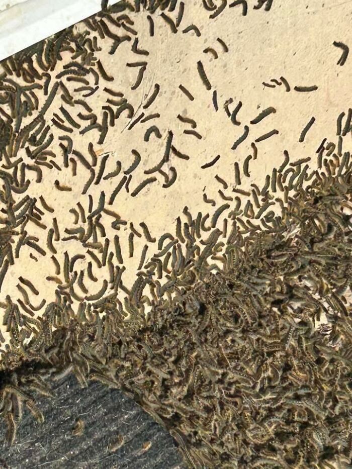 Close-up of many creepy black caterpillars on a beige surface
