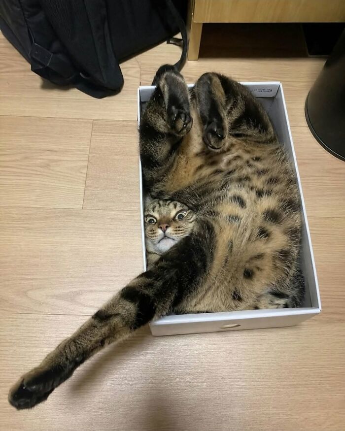Funny cat photos, a tabby cat comically squeezed into a small white box, with wide, surprised eyes looking at the viewer.