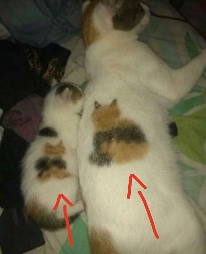 A mother cat and her kitten lying together, with markings that resemble each other, creating cute soft cat memes.