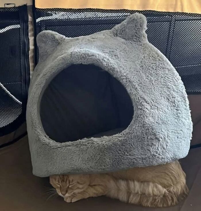 50 Cat Memes That Perfectly Capture Why Living With Cats Is Equal Parts Chaos And Comedy