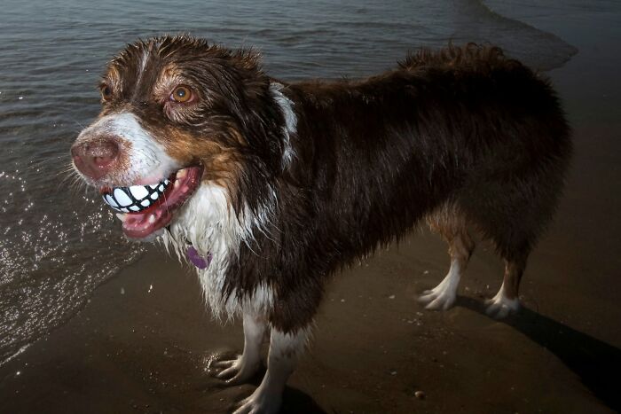 This Photographer Roams The Streets Looking For Unforgettable Dog Moments, And Here Are 50 Of His Best Finds