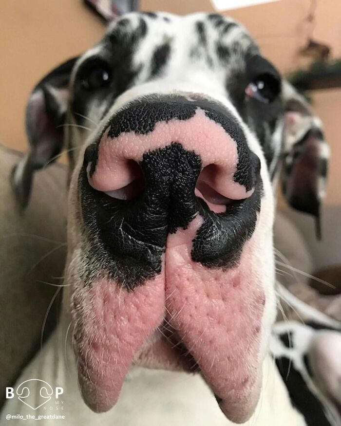 A dramatic close-up of a harlequin Great Dane's pink and black spotted animal nose, ready for a boop.
