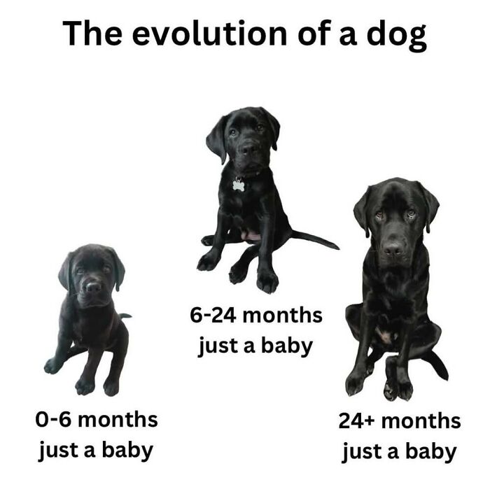 This Facebook Page Shares The Funniest And Cutest Animal Memes On The Internet, And Here Are 50 Of The Best Ones