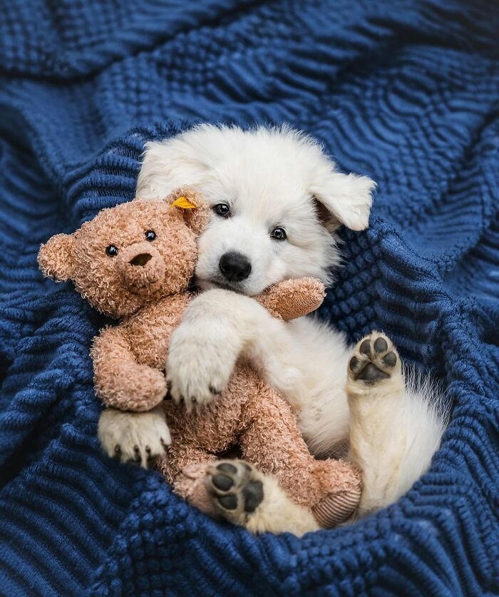 These 40 Adorable Dogs Are Exactly What You Need To Start Your Week With A Smile