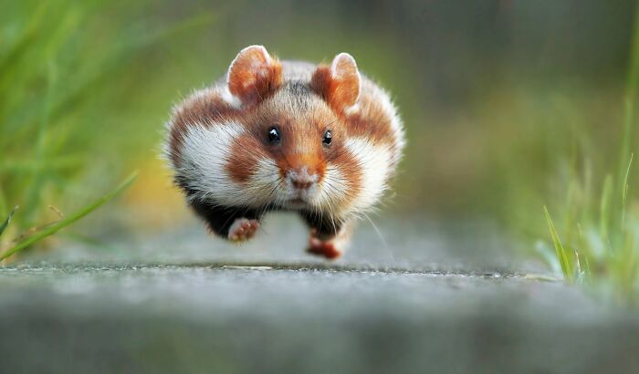 A fluffy hamster running with full cheeks, a funny Comedy Wildlife Awards finalist photo.