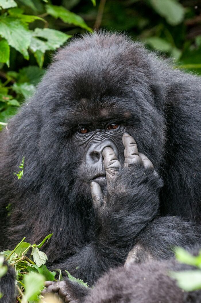 A gorilla picking its nose, a hilarious Nikon Comedy Wildlife Awards finalist photo.