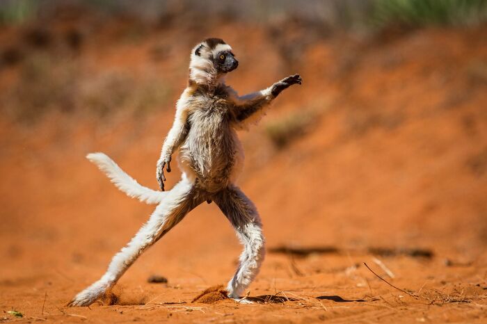 A lemur striking a dynamic pose on red earth, a funny Nikon Comedy Wildlife Awards finalist photo.