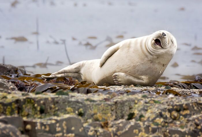 A seal lies on its back on a rocky shore, laughing, a funny Nikon Comedy Wildlife Awards finalist photo.