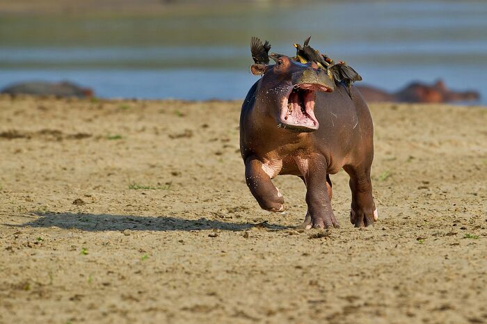 A hippo running with birds on its back and mouth wide open, a funny Nikon Comedy Wildlife Awards finalist photo.