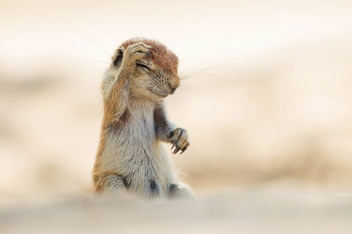 A ground squirrel appears to facepalm in a funny Comedy Wildlife Awards finalist photo.