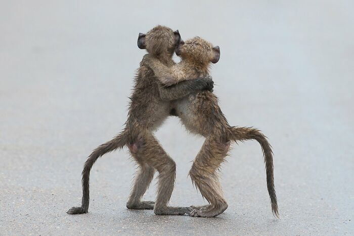 Two young baboons hug each other tightly in a funny Comedy Wildlife Awards finalist photo.