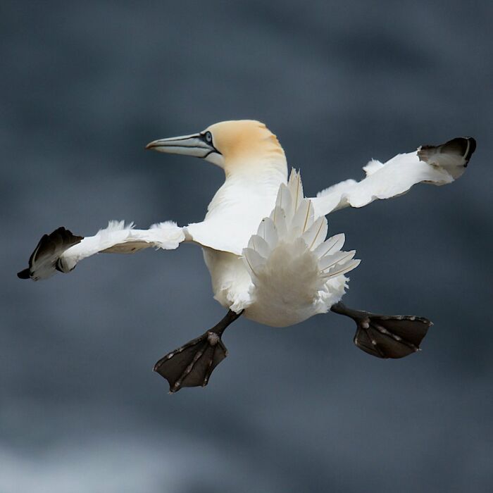 A gannet mid-flight, seemingly off-balance, captured in a funny Comedy Wildlife Awards finalist photo.