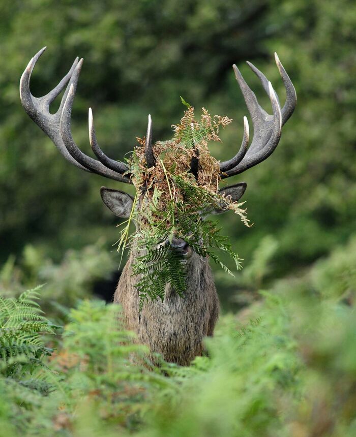 A deer with ferns tangled in its antlers, a funny Nikon Comedy Wildlife Awards finalist photo.