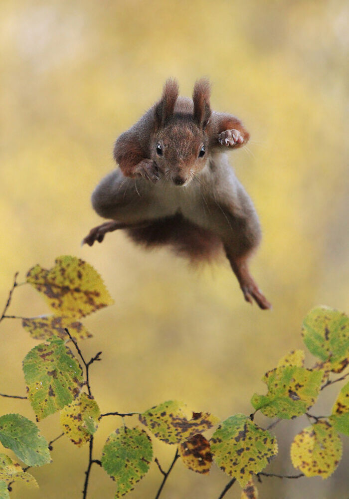 A red squirrel leaps through the air with outstretched paws in a funny Comedy Wildlife Awards finalist photo.