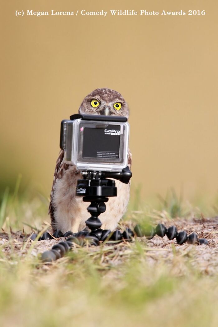 Funny Nikon Comedy Wildlife Awards finalist photo of a burrowing owl with a GoPro camera.