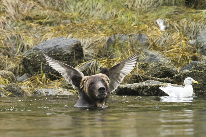 A grizzly bear with a bird on its head making it look like the bear has wings, a funny Nikon Comedy Wildlife Awards finalist photo.