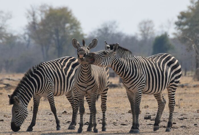 Three zebras in a field, with one looking like it's laughing, a funny Nikon Comedy Wildlife Awards photo.