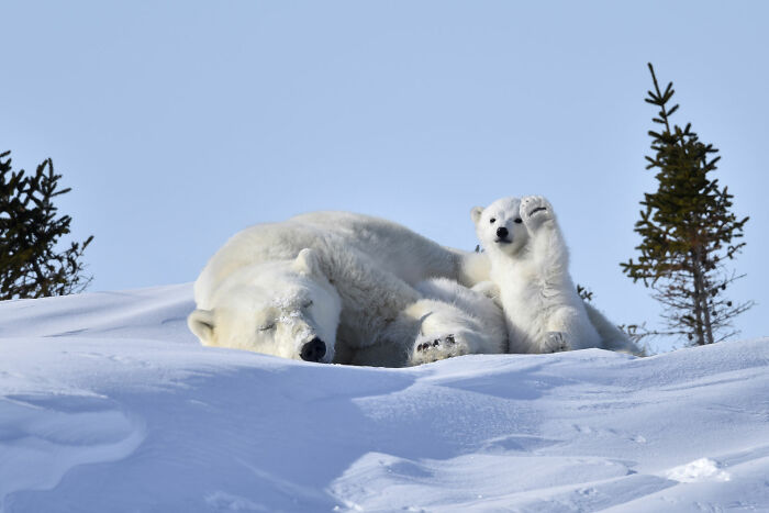 A polar bear and its cub relaxing on a snowy hill, a funny Nikon Comedy Wildlife Awards photo.