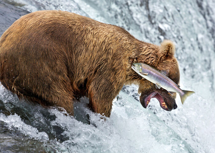 A brown bear catching a fish with its mouth open, a Nikon Comedy Wildlife Awards finalist photo.
