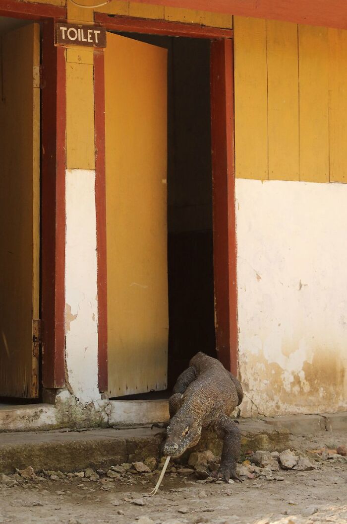 A Komodo dragon emerging from a toilet building, a funny Nikon Comedy Wildlife Awards finalist photo.