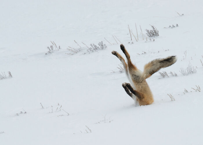 A fox with its rear end buried in snow, legs flailing, in a funny Comedy Wildlife Awards finalist photo.
