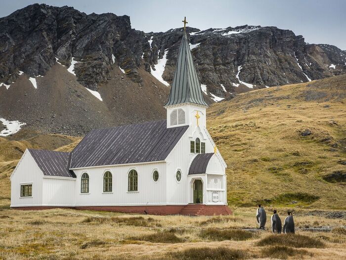 Three penguins walking towards a white church with a tall steeple, a funny Comedy Wildlife Awards photo in a scenic landscape.