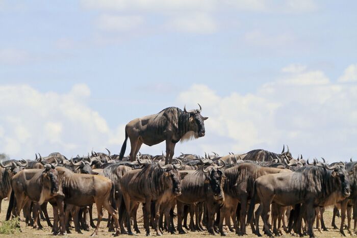 A lone wildebeest standing atop a large herd under a cloudy sky, a humorous Nikon Comedy Wildlife Awards finalist photo.