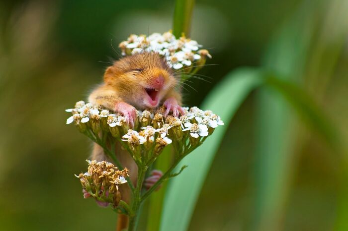 A small dormouse laughs heartily while clinging to a flower stem, a funny wildlife awards finalist.