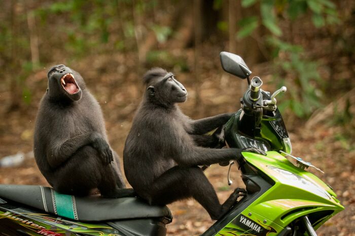 Two monkeys on a green scooter, one appearing to drive and the other yelling, a funny Comedy Wildlife Awards finalist photo.