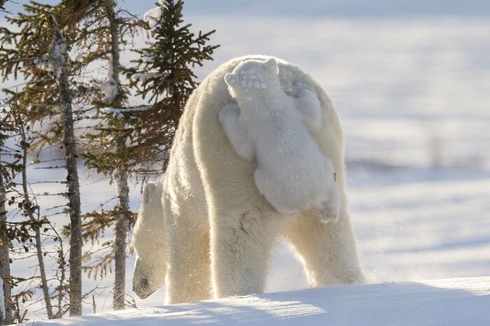A polar bear cub clinging to its mother's back in a snowy landscape, showcasing funny Comedy Wildlife Awards moments.