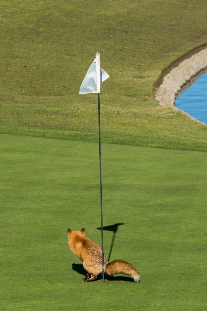 A fox sits by a flagstick on a golf course green, a funny wildlife awards finalist photo.