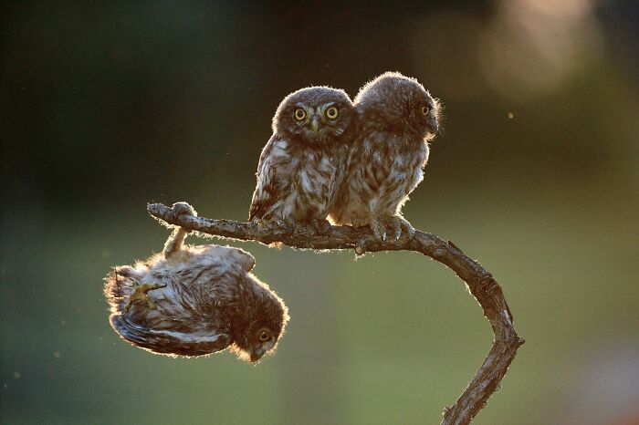 Three small owls perched on a branch, one hanging upside down, a funny Comedy Wildlife Awards finalist photo.
