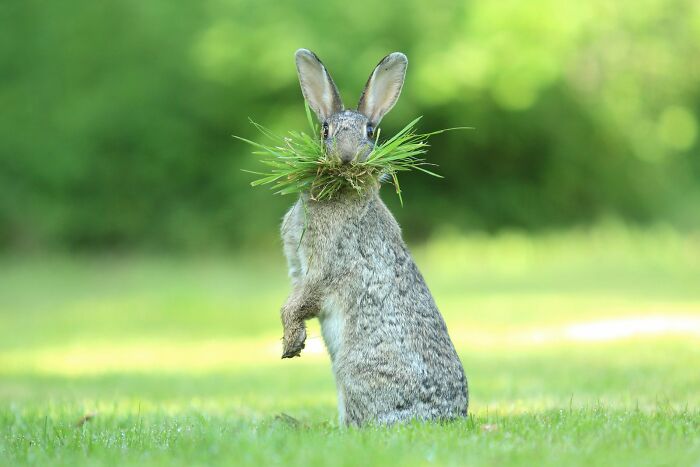 A rabbit stands upright, comically holding a large mouthful of grass in a funny wildlife awards photo.