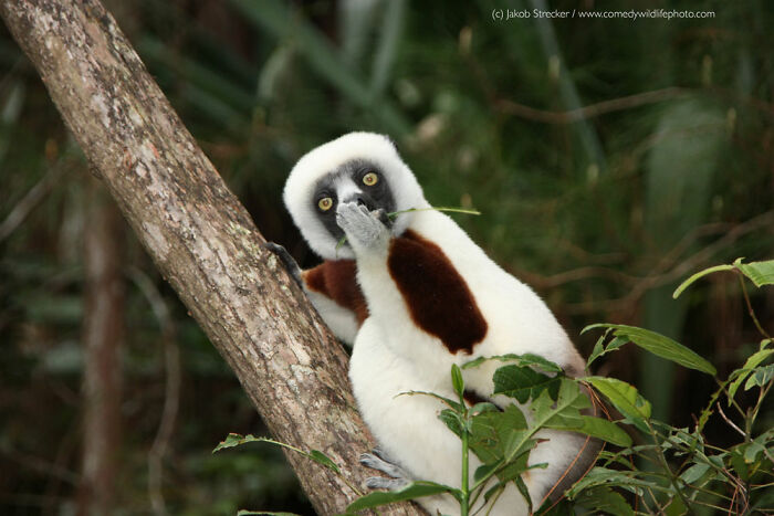 Funny Nikon Comedy Wildlife Awards finalist photo of a lemur with big eyes eating a leaf on a tree.