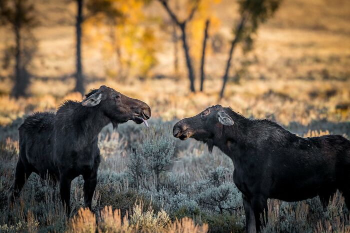 Two moose facing each other in a field, with one sticking out its tongue, a funny Nikon Comedy Wildlife Awards finalist photo.