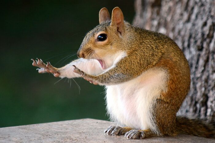 A squirrel with its mouth open and paws raised, looking surprised or excited, a funny wildlife award finalist photo.