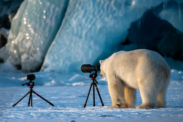 A polar bear looks through a large camera lens on a tripod in a snowy landscape, a funny wildlife award finalist photo.