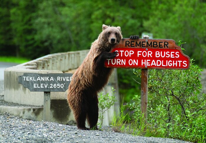A brown bear stands by a road sign that says REMEMBER STOP FOR BUSES TURN ON HEADLIGHTS, a funny wildlife award finalist photo.