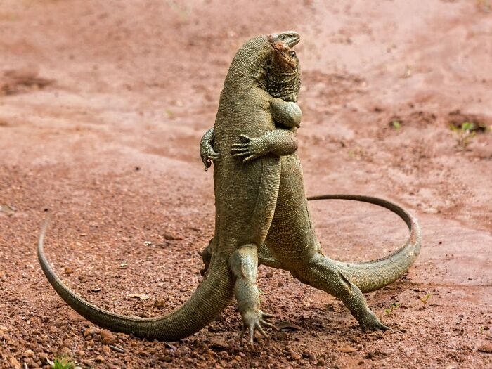 Two Komodo dragons appearing to dance, embracing on a dirt path, a funny wildlife award finalist photo.