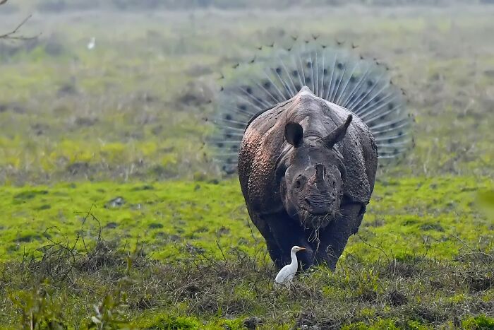 A rhinoceros walking in a field with a peacock behind it, fanned out, creating the illusion of rhino feathers, a funny Nikon Comedy Wildlife Awards finalist photo.