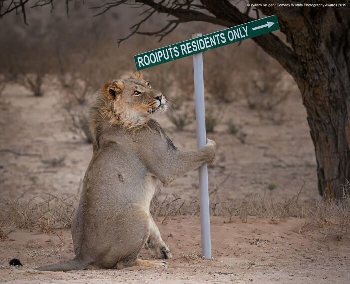 Funny Nikon Comedy Wildlife Awards finalist photo of a lion cub holding a road sign.
