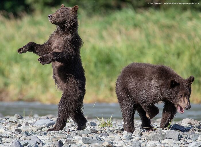 Funny Nikon Comedy Wildlife Awards finalist photo of two bear cubs on a rocky riverbank.