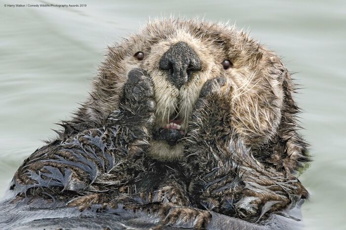 A sea otter with its paws covering its face in an expressive way, a funny Nikon Comedy Wildlife Awards finalist photo.