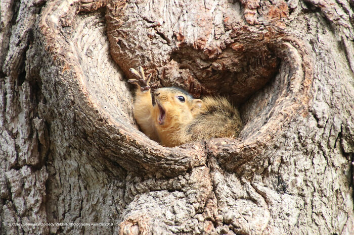 A squirrel yawning with a paw raised inside a tree hollow, a funny Nikon Comedy Wildlife Awards finalist photo.