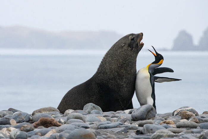 A seal appears to shout at a penguin on a rocky beach, a funny Nikon Comedy Wildlife Awards finalist photo.